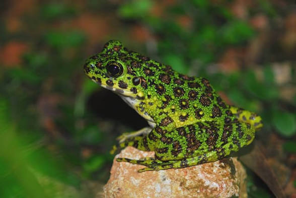 アマミイシカワガエル