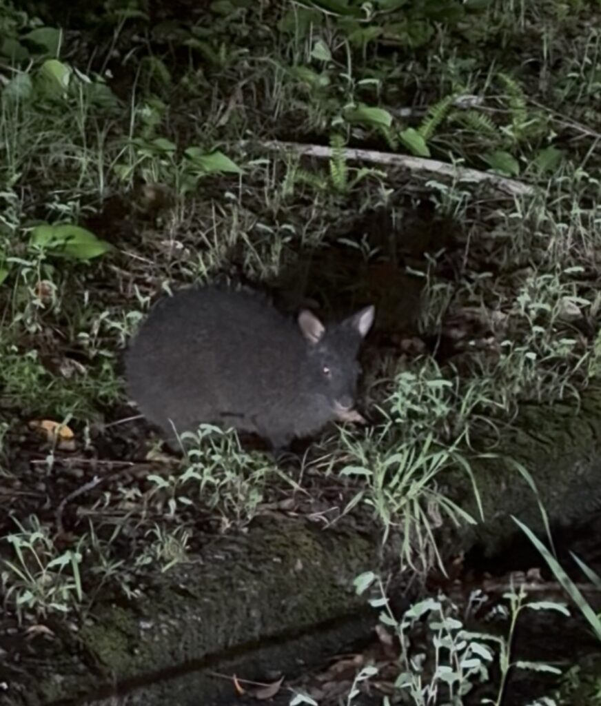 アマミノクロウサギ